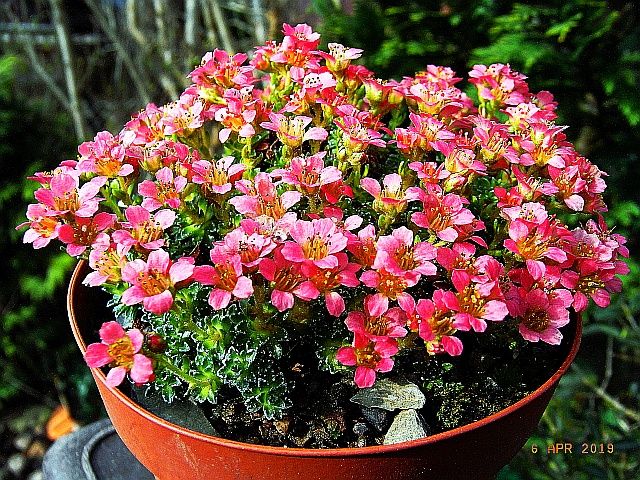 Saxifraga [Conspecta Group] 'Leonardo Da Vinci'