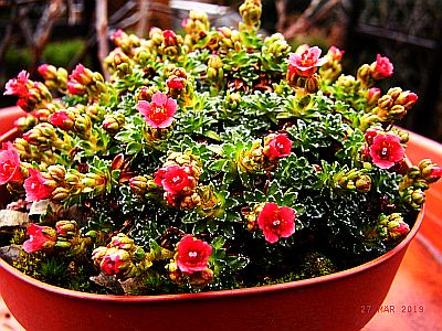 Saxifraga [Conspecta Group] 'Leonardo Da Vinci'