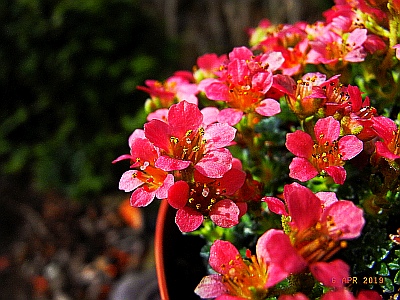 Saxifraga [Conspecta Group] 'Leonardo Da Vinci'