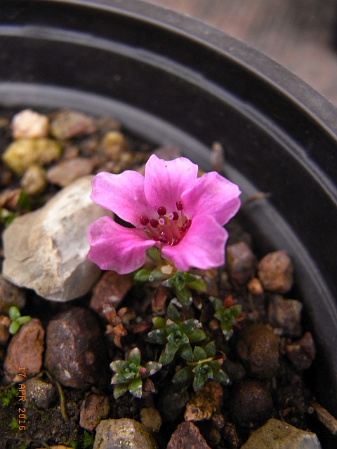 Saxifraga NCC 'Lindau'