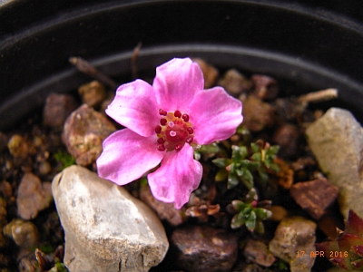 Saxifraga NCC 'Lindau'