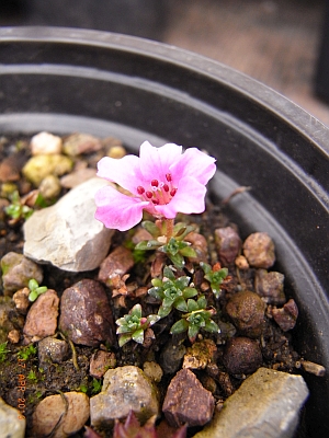 Saxifraga NCC 'Lindau'