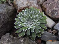 Saxifraga longifolia