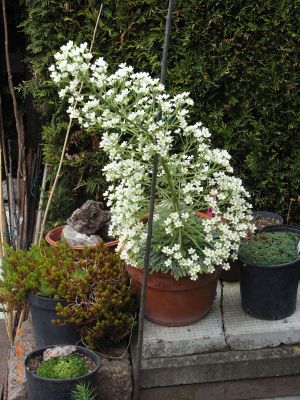 Saxifraga longifolia