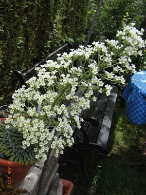 Saxifraga longifolia