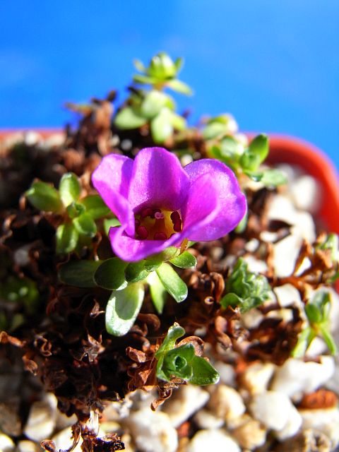 Saxifraga lowndesii