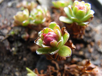 Saxifraga lowndesii