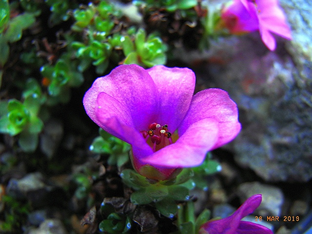 Saxifraga lowndesii