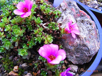 Saxifraga lowndesii