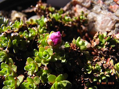 Saxifraga lowndesii