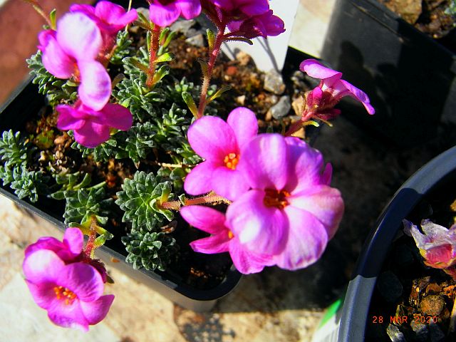 Saxifraga[Wittenberg Group]'Martin Luther'