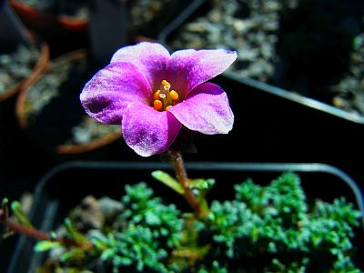 Saxifraga[Wittenberg Group]'Martin Luther'