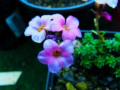 Saxifraga[Wittenberg Group]'Martin Luther'