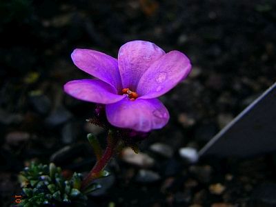 Saxifraga[Wittenberg Group]'Martin Luther'