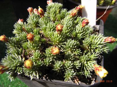 Saxifraga NCC 'Mazurka'