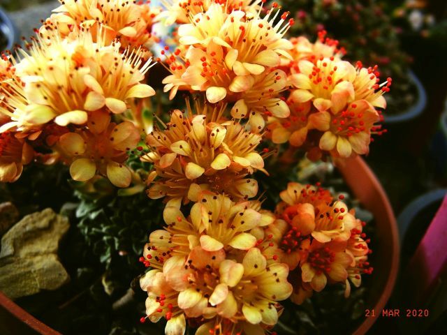 Saxifraga [Rutil Group]  'Michelangelo'