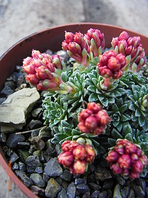 Saxifraga [Rutil Group]  'Michelangelo'