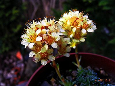 Saxifraga [Rutil Group]  'Michelangelo'