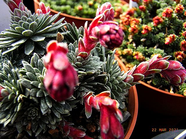 Saxifraga NCC 'Montreux'