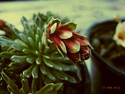 Saxifraga NCC 'Montreux'