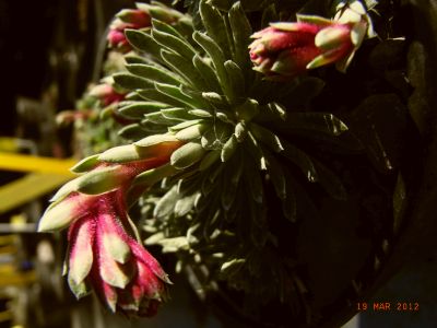 Saxifraga NCC 'Montreux'