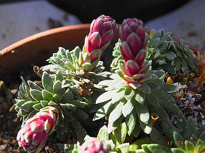 Saxifraga 'Montreux'