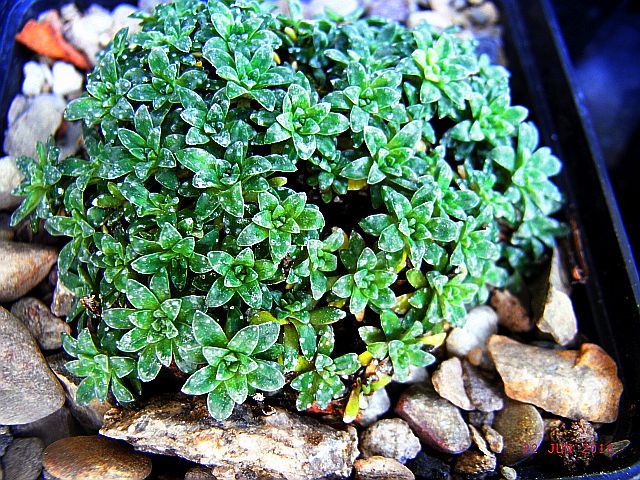 Saxifraga [Nobile Group] 'Moulin Rouge'