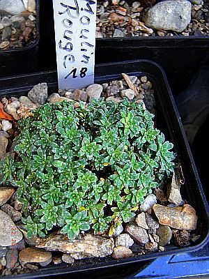 Saxifraga [Nobile Group] 'Moulin Rouge'