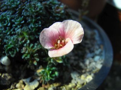 Saxifraga [Nobile Group] 'Moulin Rouge'