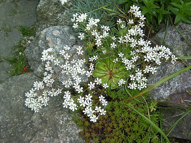 Vielblütiger-Steinbrech