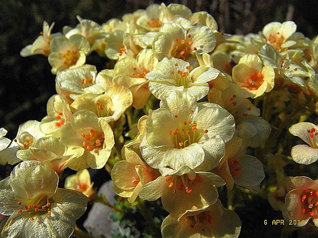 Saxifraga NCC 'Naarden'