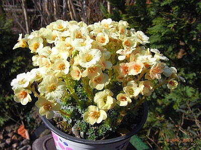 Saxifraga NCC 'Naarden'