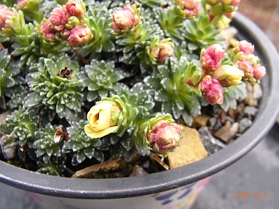 Saxifraga NCC 'Naarden'