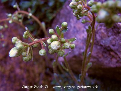 Trauben-Steinbrech Rispen-Steinbrech