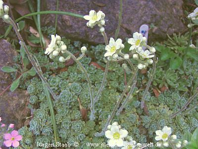 Trauben-Steinbrech Rispen-Steinbrech