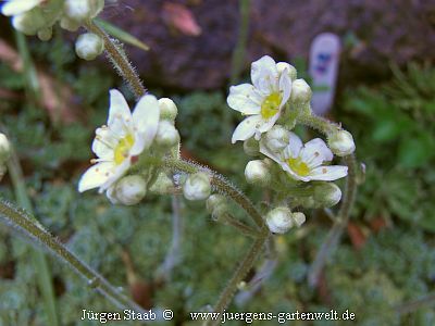 Trauben-Steinbrech Rispen-Steinbrech