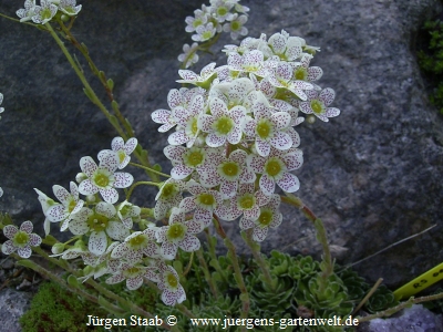 Trauben-Steinbrech Rispen-Steinbrech