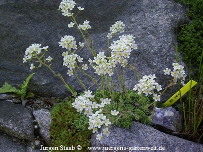 Trauben-Steinbrech Rispen-Steinbrech