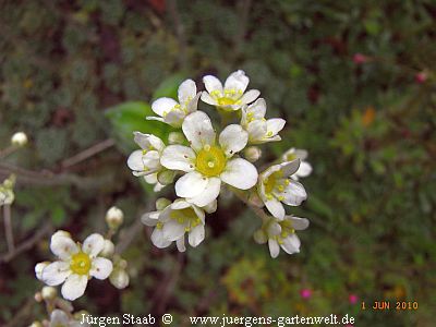 Trauben-Steinbrech Rispen-Steinbrech