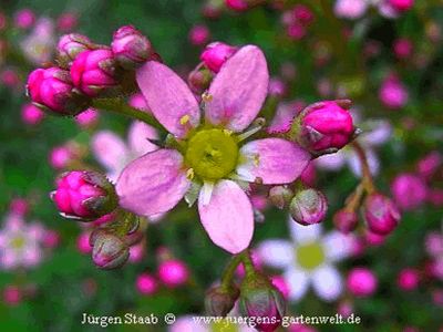 Rispen-Steinbrech Auslese 