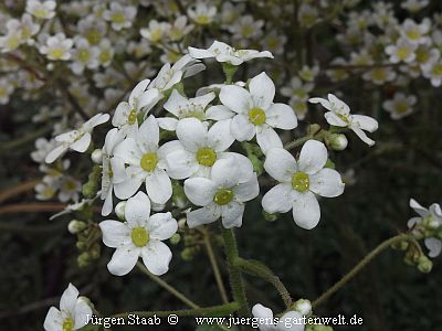 Trauben-Steinbrech Rispen-Steinbrech