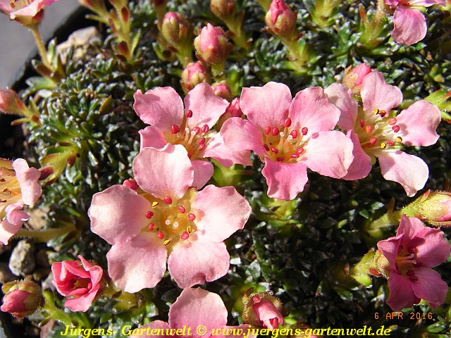 Saxifraga NCC 'Peach Melba'