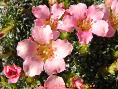 Saxifraga NCC 'Peach Melba'