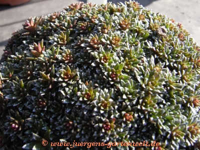 Saxifraga NCC 'Peach Melba'