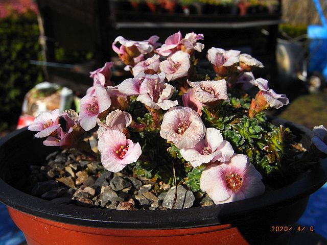 Saxifraga NCC 'Ronald Young' 