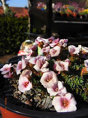 Saxifraga NCC 'Ronald Young' 