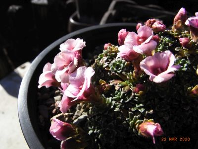 Saxifraga NCC 'Ronald Young' 