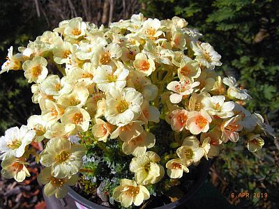 Saxifraga NCC 'Rosalie'