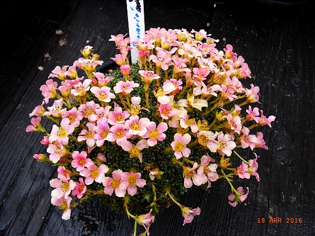 Saxifraga NCC'Rosemarie' 