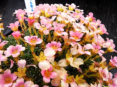 Saxifraga NCC'Rosemarie' 